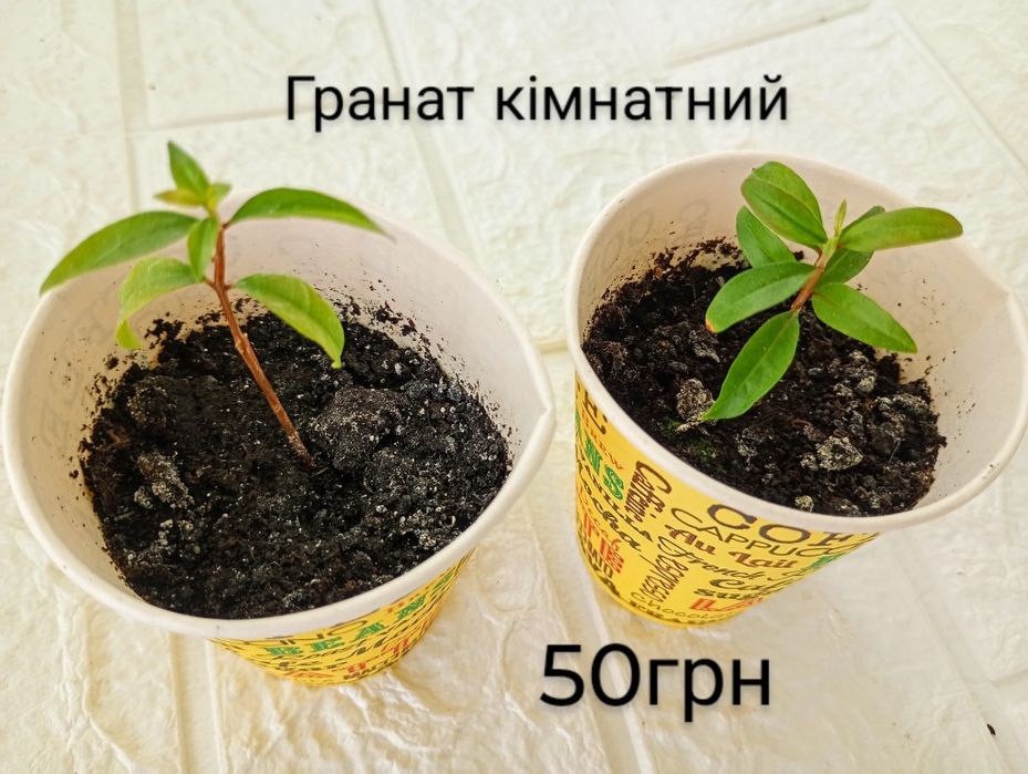 Інжир, гранат пепіно екзотичні рослини