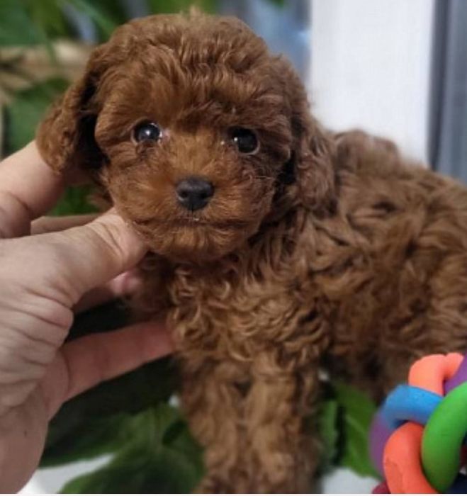 Хлопчик той пудель чекає родину