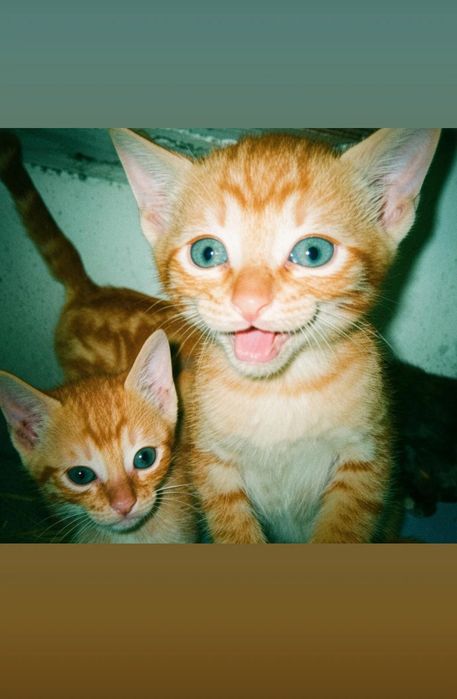 Gatinhos amarelos