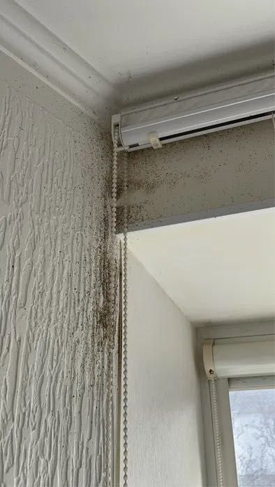 Травля тараканов, клопов, блох Уничтожение грызунов, удаление плесени