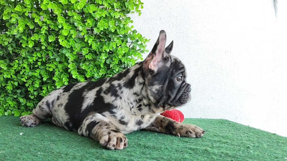 Filhote de cachorro Buldogue Francês