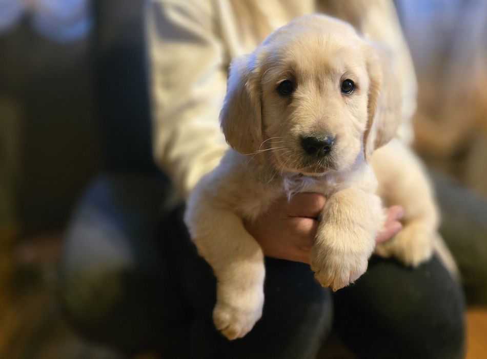 Golden retriever szczeniak