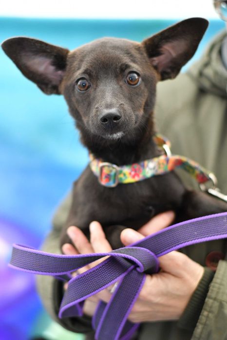 Atena mikrosunia szuka kochającego domku!