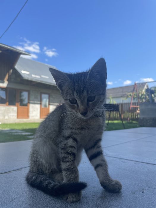 європейська короткошерстка кішка