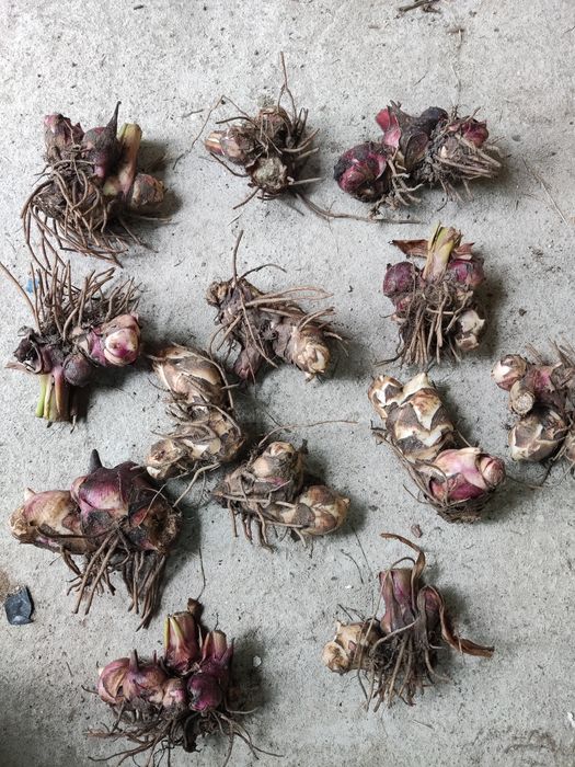 Canna kana paciorecznik bulwy duze