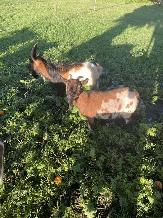 Cabras anas (adultas)