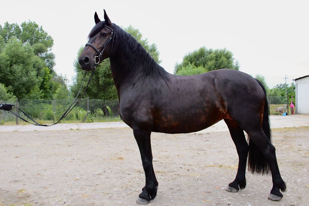 Raven klacz SP 11 lat