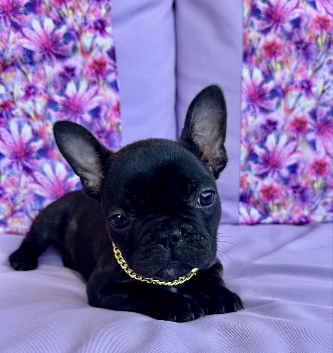 Buldog Francuski  Blue Czarny Marengo