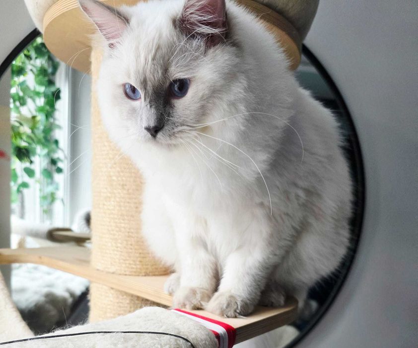 Ragdoll Śląsk FPL/FIFE