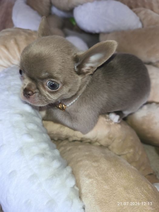 Chihuachua lilia, blue