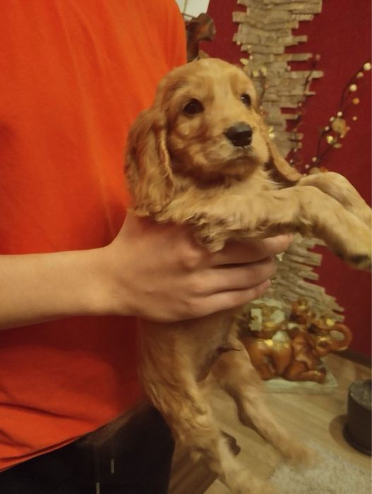 Продам цуценят Спаніельчиків