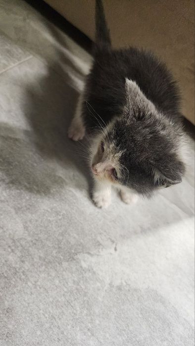 Віддам  подарую кота