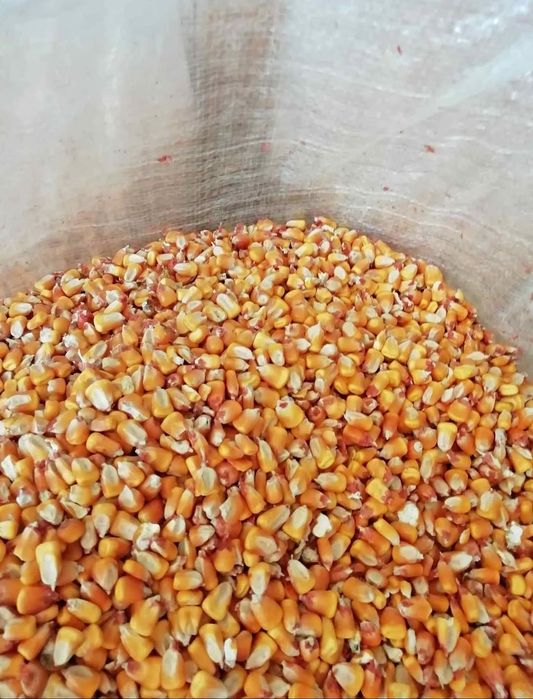 Milho  colheita 2025