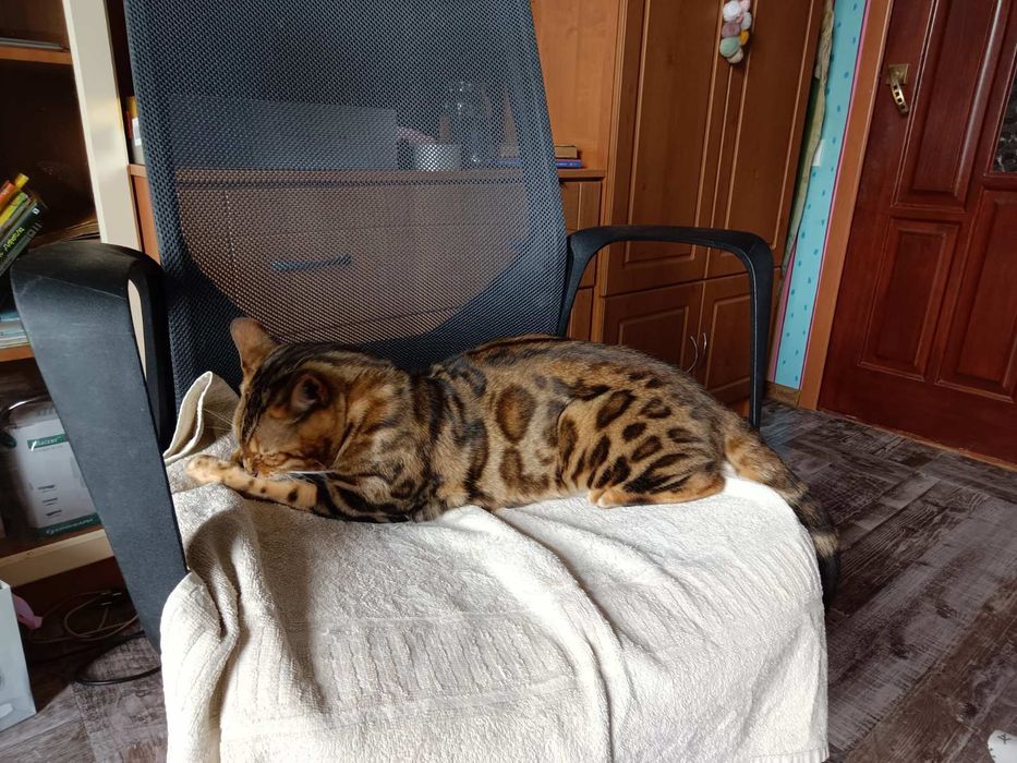 Продам бенгальского кота ,(бенгальський кіт)