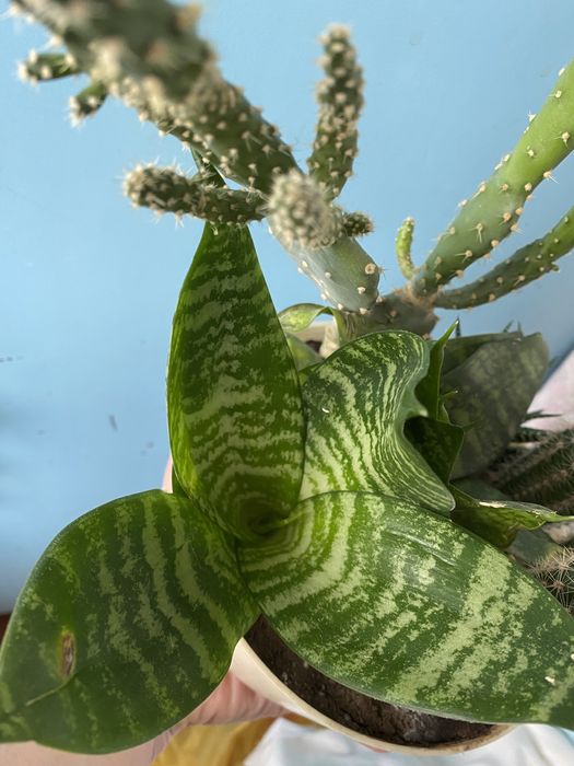 Сансевиерия