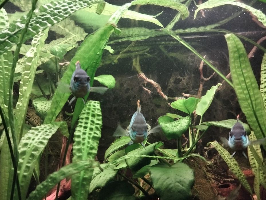 Akura electric blue - młode