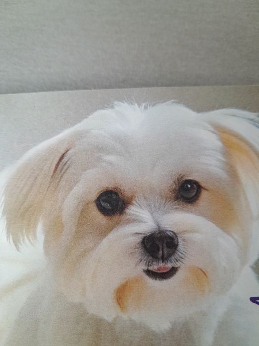 Maltańczyk Maltańczyk