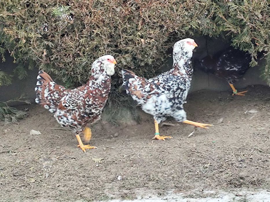 Orłowskie jaja lęgowe