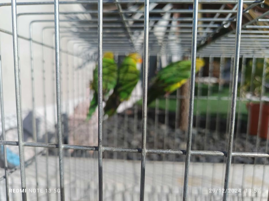 Loris euteles com documentos