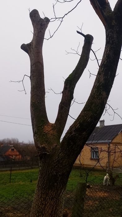 Продам дерева горіха.