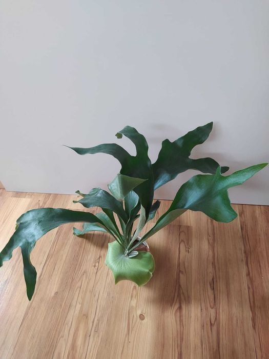 Piękne "łosie rogi"/płaskla (z rodzaju Platycerium), roślina pokojowa