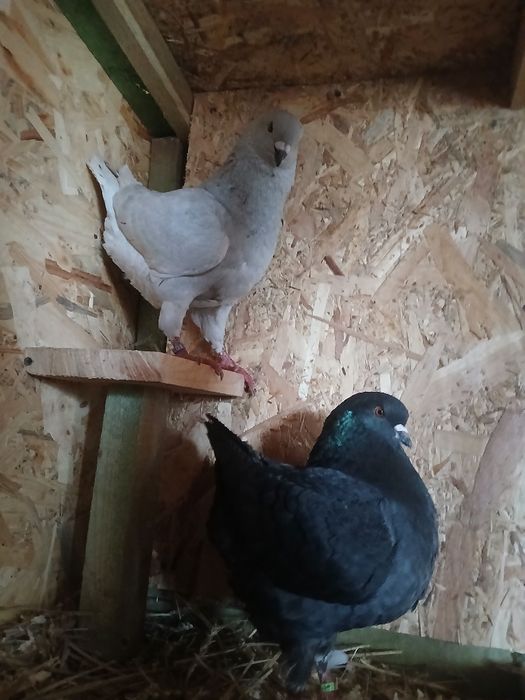 sprzedam Kingi parę