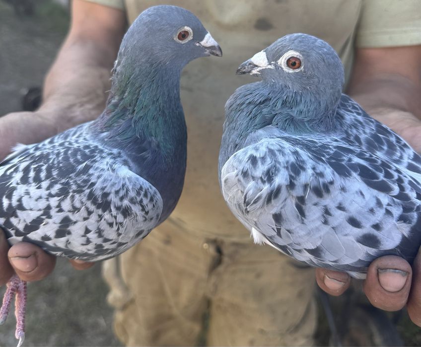 Gołębie pocztowe
