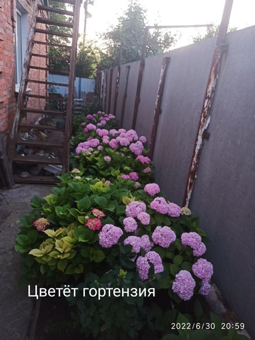 Гортензия крупнолистовая разных цветов морозостойкая
