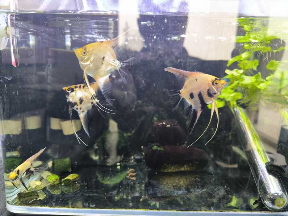 Escalar Koi  adolescentes e adulto