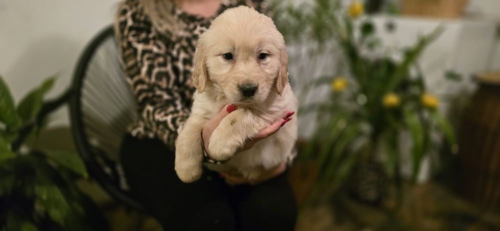 Golden Retriever szczeniak