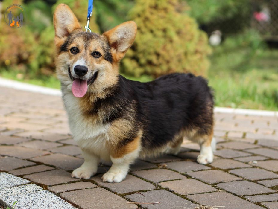 Welsh Corgi Pembroke piesek przyjaciel całej rodzinki.