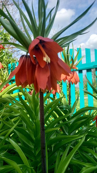 Імператорський рябчик або Царскька корона. Терміново