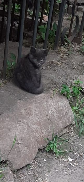 Милая кошечка ул.Харитонова