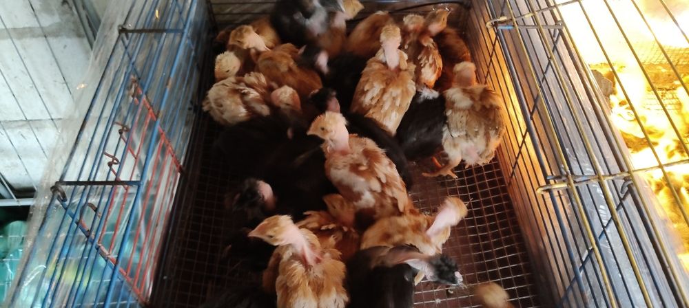 Kurczaki gołoszyjki