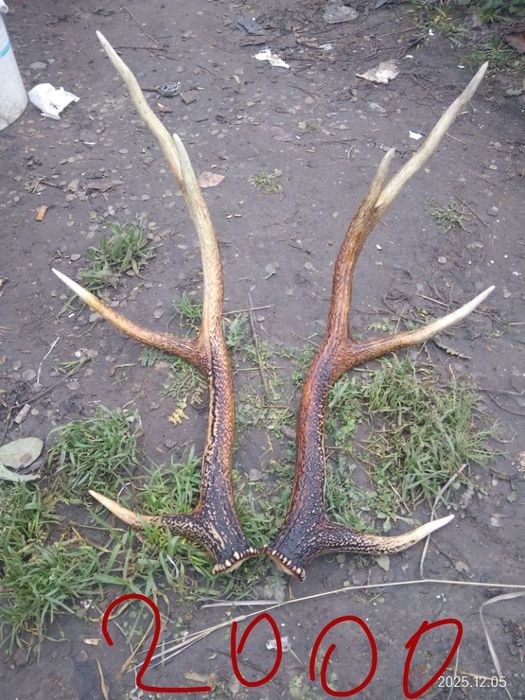 Продам рога та черепа