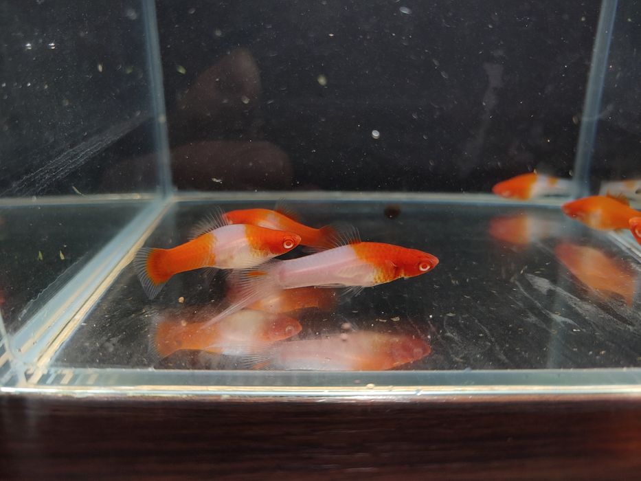 Mieczyk koi  młode