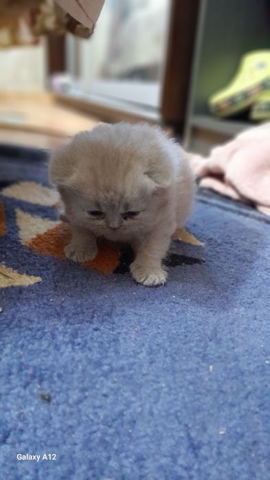 Британские котята