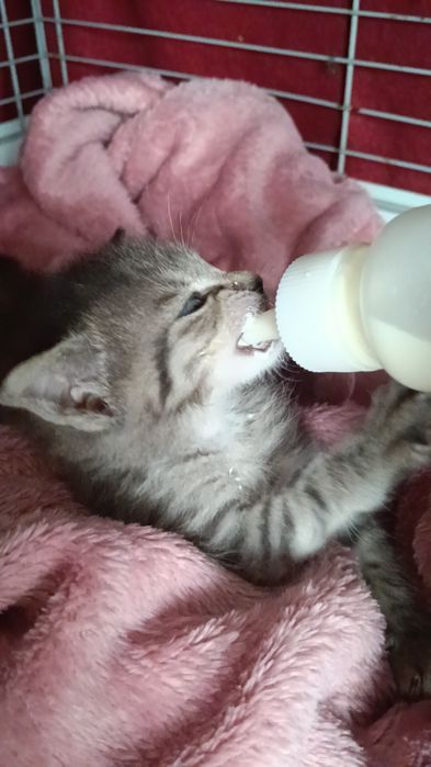 Kociak do adopcji