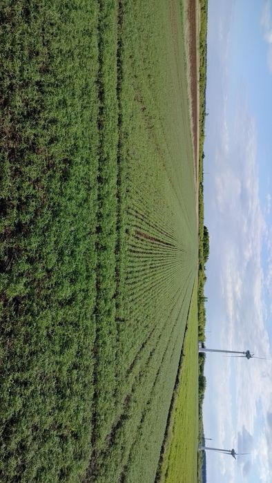 Łubin gorzki biały