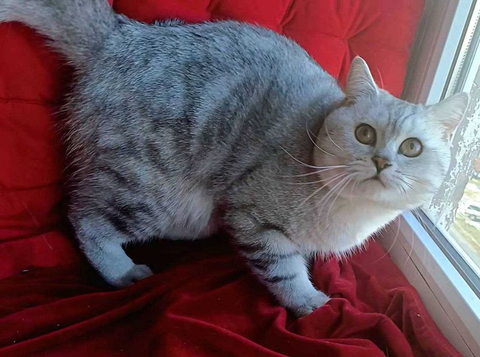 Шотландці чистокровні 10 місяців