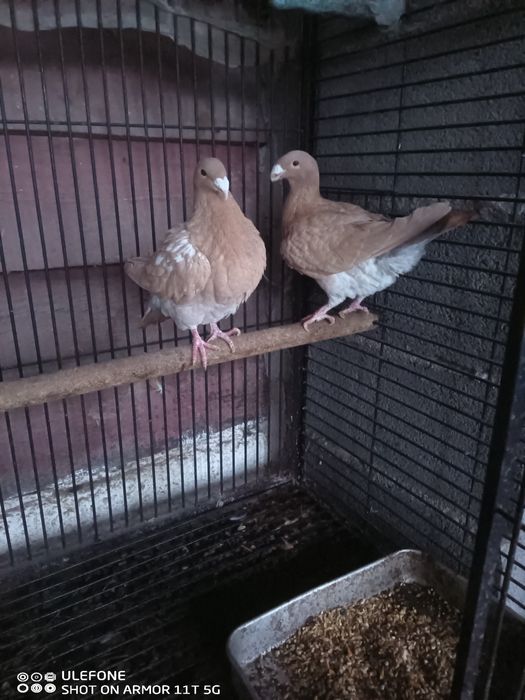 Pombos correio beleza Alemão