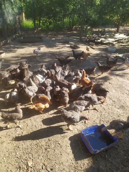 Продам кури когути