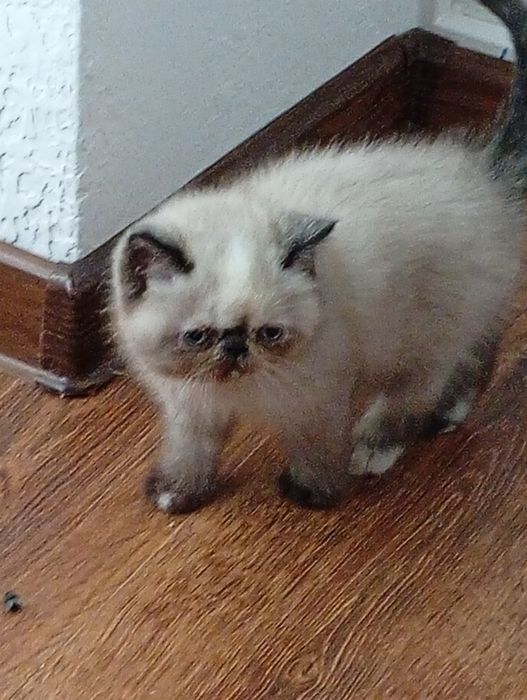 Продаж кошенят   блю-поід