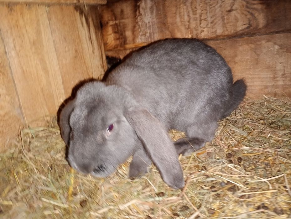 Baran francuski niebieski (samce)