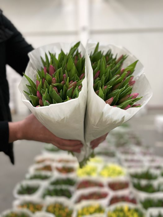 Тюльпан Голландія оптом від 500шт. ГалКвітПром.Тюльпан 8березня.