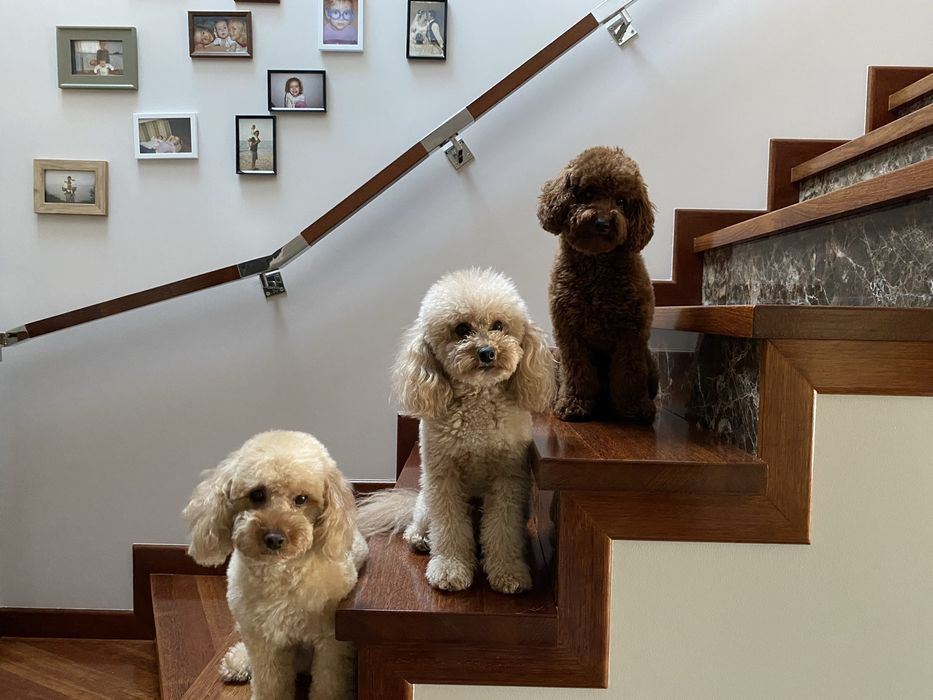 Pudelek toy chłopczyk
