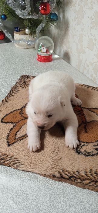 Цуценята алабай САО