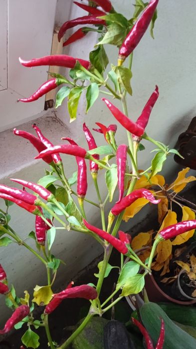 Насіння декоративного кімнатно-вуличного перчику!