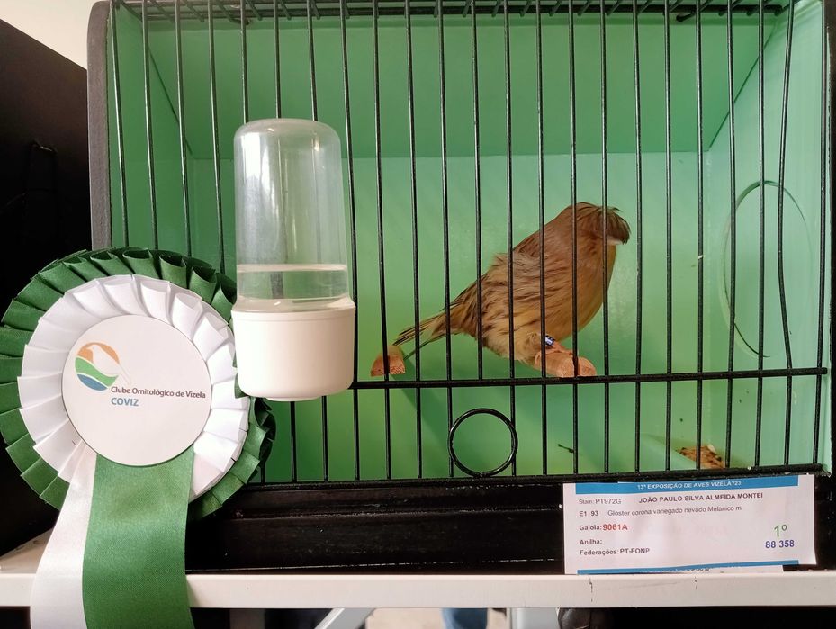 Canários Glosters para ceder