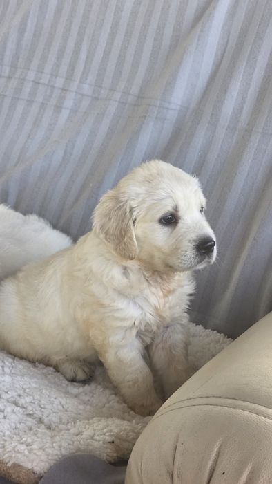 Golden Retriever fêmea disponível